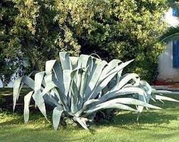 Heirloom Non-GMO Agave Plant Seeds for Planting for Xeriscape Gardens - Non-GMO for planting in home garden